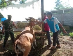 Babinsa Labuan Tereng Bantu Petugas UPT Puskeswan Berikan Vitamin dan Ear Tag Pada Hewan ternak Warga