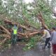 Cuaca Ekstrem Sekotong, Pohon Tumbang & Gelombang Pasang Terjang Dua Desa