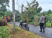 Pohon Tumbang Tutup Jalan di Gerung, Evakuasi Cepat Hindari Macet