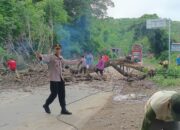 Polsek Buer Laksanakan Pengamanan Penebangan Pohon Tua di Jalan Lintas Tano-Sumbawa