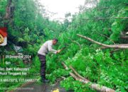 Gerak Cepat Polsek Buer Dan Masyarakat Evakuasi Pohon Tumbang Yang Tutup Jalan