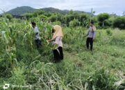 Bhabinkamtibmas Desa Hu’u Bantu Warga Panen Jagung, Dukung Program Ketahanan Pangan Nasional