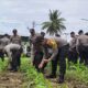 Polres Lombok Utara Kembali Gelar Pemupukan ke 2 Program Asta Cita Ketahanan Pangan