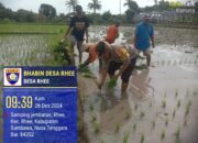 Bhabinkamtibmas Desa Rhee Dukung Ketahanan Pangan,  Terjun Langsung Bantu Petani Tanam Padi