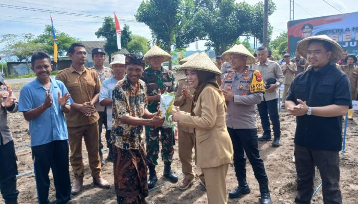 Lombok Barat Gemakan Tanam Jagung Serentak: Dukung Swasembada Pangan Nasional