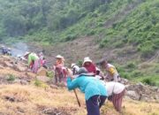 Dukung Program Asta Cita Presiden RI, Bhabinkabtibmas Polres Bima Kota Tanam Jagung dan Ubi untuk Ketahanan Pangan