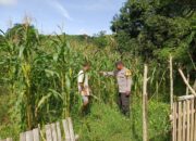 Polsek Seteluk Dukung Program Ketahanan Pangan, Pantau Perkembangan Tanaman Jagung Warga