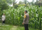 Dukung Ketahanan Pangan, Bhabinkamtibmas Polsek Moyo Hulu Terus Lakukan Pendampingan Petani