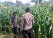 Polri Pantau Lahan Pertanian Jagung di Desa Tembalae untuk Mendukung Ketahanan Pangan Menuju Indonesia Emas 2045