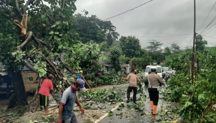 Hujan Angin Kencang Robohkan Pohon di Sekotong, Akses Jalan Sempat Lumpuh