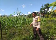 Sinergi Polri dan Warga, Polsek Kuripan Gencarkan Program Ketahanan Pangan