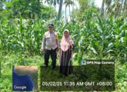 Polsek Kilo Dukung Ketahanan Pangan, Bhabinkamtibmas Pantau Tanaman Jagung Warga