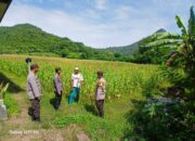 Dukung Ketahanan Pangan, Kapolsek Seteluk Tinjau Lahan Jagung di Lima Desa