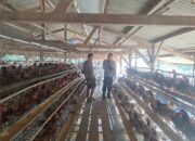 Bhabinkamtibmas Desa Luk Gelar Silaturahmi dan Koordinasi Ke Peternak Ayam Dukung Program Ketahanan Pangan Nasional