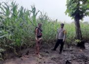 Bhabinkamtibmas Dampingi Petani Jagung, Dukung Program Ketahanan Pangan Nasional