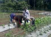 Sukses Pendampingan Kelompok Wanita Tani (KWT), Bhabinkamtibmas Bersama PPL Kembangkan Penanaman Sayur ke Masyarakat