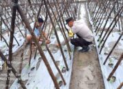 Bhabinkamtibmas Polsek Buer Kunjungi Kebun Warga, Dukung Program Ketahanan Pangan