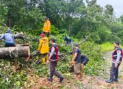 Cuaca Ekstrem, Sigap Kapolsek Sekongkang Bersama Warga Bersihkan Pohon Tumbang yang Menutupi Jalan Raya