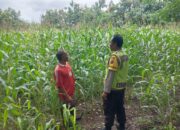 Dukung Ketahanan Pangan, Bhabinkamtibmas Tapir Pantau Perkembangan Tanaman Jagung Warga