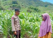 Polsek Dompu Lakukan Pemantauan Lahan Pertanian dalam Mendukung Ketahanan Pangan Nasional