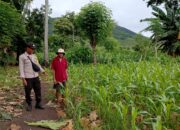 Polsek Kempo Pantau Pengolahan Lahan Pertanian untuk Dukung Ketahanan Pangan