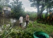 Bhabinkamtibmas Rasabou Pantau Budidaya Ikan Mujair, Dukung Ketahanan Pangan Nasional