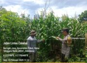 Bhabinkamtibmas Desa Beringin Jaya Pantau Lahan Jagung untuk Ketahanan Pangan Nasional