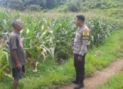 Bhabinkamtibmas Desa Banggo Pantau Perkembangan Tanaman Jagung Warga