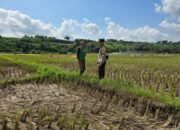 Bhabinkamtibmas Karang Dima Sambangi Petani Dukung Ketahanan Pangan Nasional
