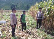 PEMANTAUAN LAHAN JAGUNG DI DESA MANGGEASI JELANG PANEN RAYA