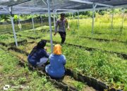Polsek Hu’u lakukan pemantauan dan pendampingan pertanian warga guna mendukung ketahanan pangan nasional