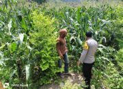 Polsek Hu’u dampingi petani dalam optimalisasi lahan pertanian untuk mendukung ketahanan pangan nasional