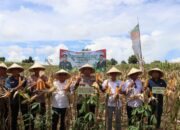 Kapolres Dompu Pimpin Langsung Panen Raya Jagung Serentak 2025: Komitmen Polri dalam Ketahanan Pangan Nasional