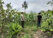 Langkah Tak Terduga Bhabinkamtibmas di Labuapi: Sukseskan Ketahanan Pangan Nasional