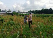 Polisi dan Petani Labuapi, Demi Ketahanan Pangan