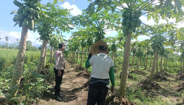 Polsek Kediri Dukung Swasembada Pangan, Sambangi Lahan Pepaya di Ombe Baru