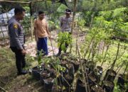 Bhabinkamtibmas Desa Batujangkih Polsek Prabarda Tinjau Pekarangan Bergizi Milik Warga Binaan.