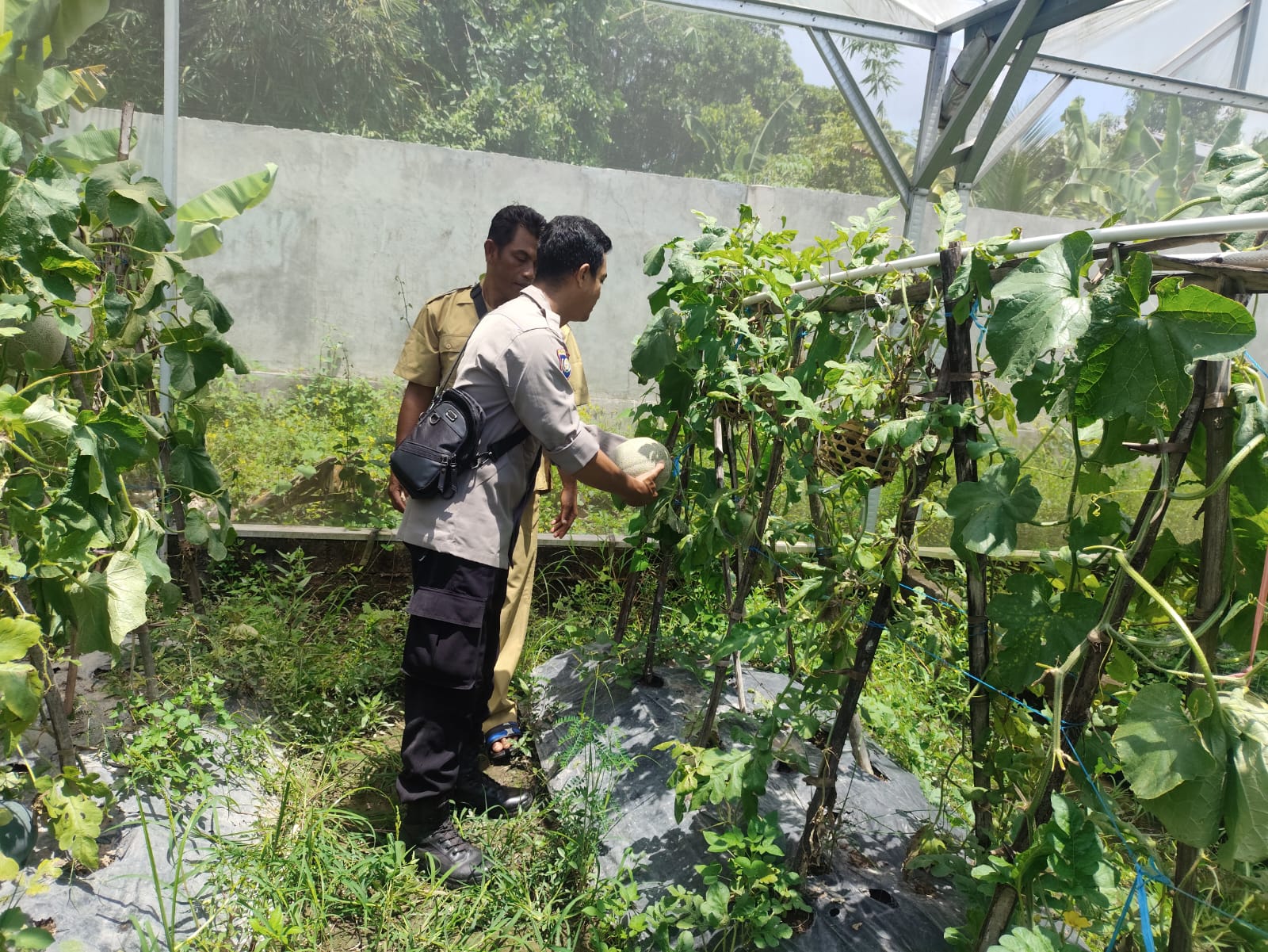 P2B di Labuapi, Warga Panen Sayur dan Buah di Pekarangan