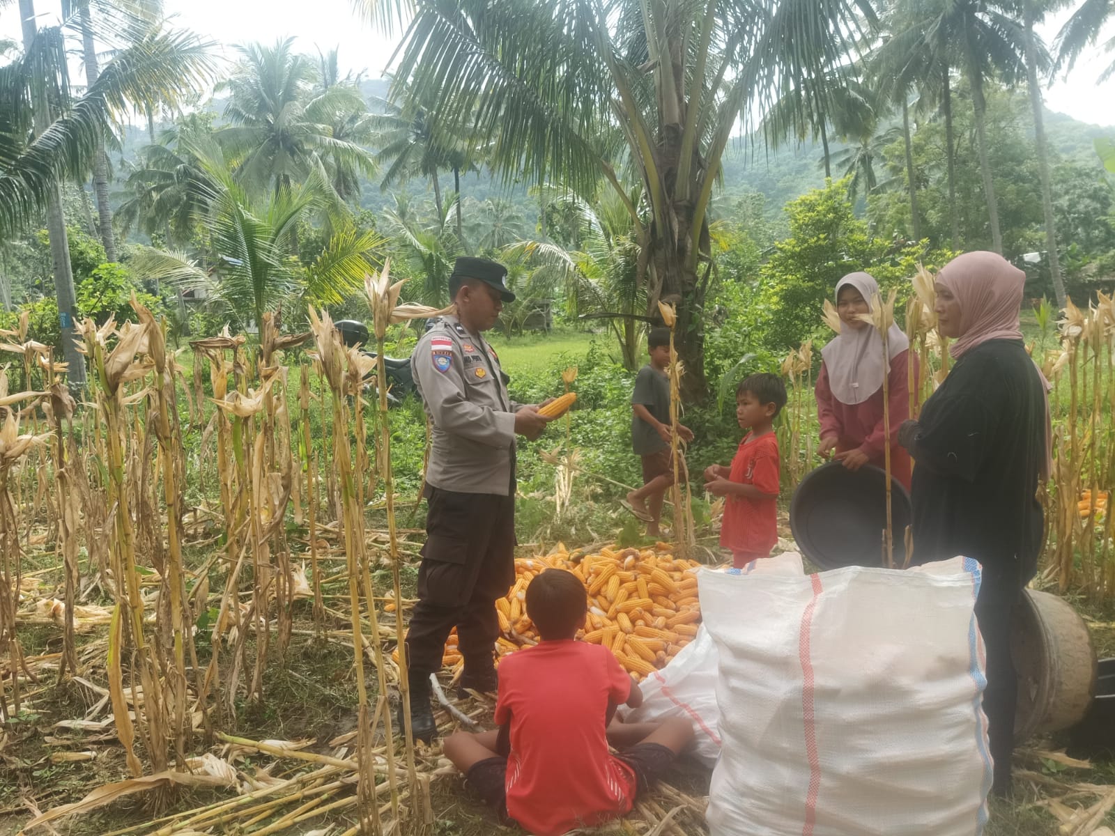 Sinergi Polri dan Petani: Bhabinkamtibmas Kawal Panen Jagung di Lombok Barat