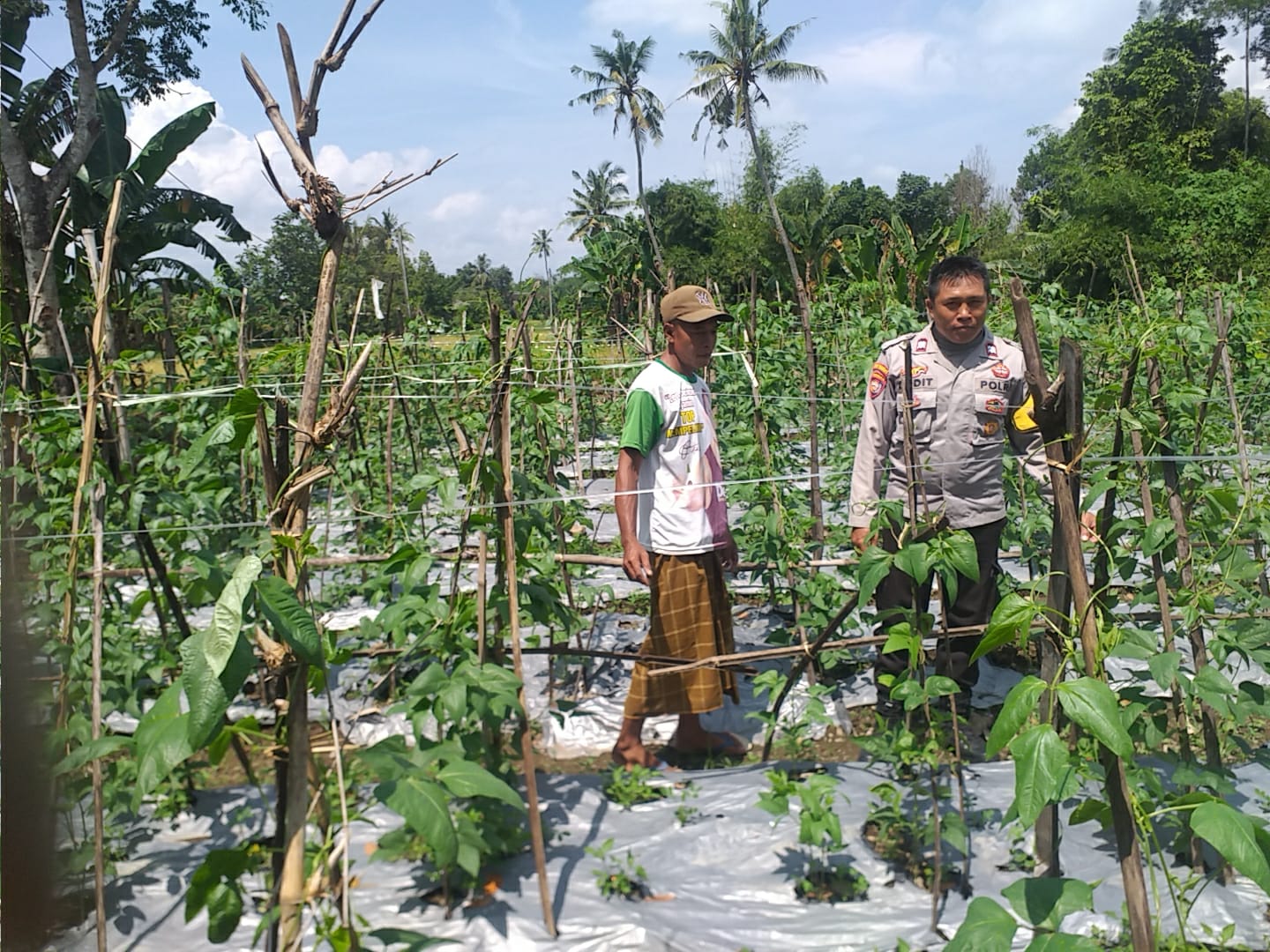 Pemanfaatan Lahan Kosong, Solusi Ketahanan Pangan di Lombok Barat