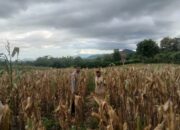 Bhabinkamtibmas Simpasai Pantau Lahan Jagung, Ingatkan Petani Soal Keamanan