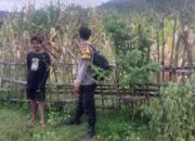 Bhabinkamtibmas Desa Lune Laksanakan Pemantauan Lahan Pertanian dalam Program Ketahanan Pangan Nasional