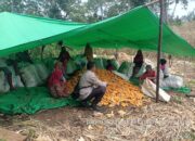 Bhabinkamtibmas Desa Rarak Ronges Lakukan Pendampingan Panen Jagung