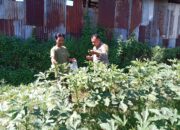Polisi di Lombok Barat Terjun ke Sawah: Dukung Swasembada Pangan!