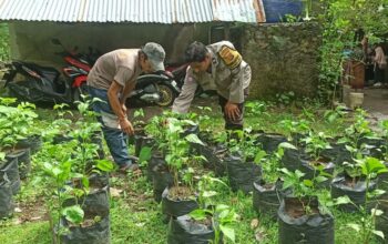 Bhabinkamtibmas Dampingi Warga Kembangkan Pekarangan Bergizi di Desa Batulayar