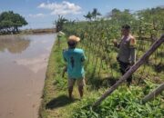 Bhabinkamtibmas Desa Kuranji Dalang Dorong Ketahanan Pangan Melalui Pemanfaatan Lahan Pekarangan