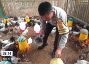 Bhabinkamtibmas Kuripan Aktif Sosialisasi Ketahanan Pangan ke Peternak Ayam