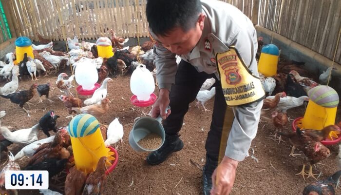 Bhabinkamtibmas Jagaraga Dorong Ketahanan Pangan Lewat Kunjungan ke Peternak