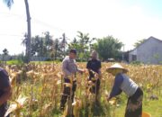 Sinergi Polri dan Petani: Bhabinkamtibmas Desa Kuripan Timur Bantu Panen Jagung Hibrida