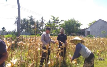 Sinergi Polri dan Petani: Bhabinkamtibmas Desa Kuripan Timur Bantu Panen Jagung Hibrida